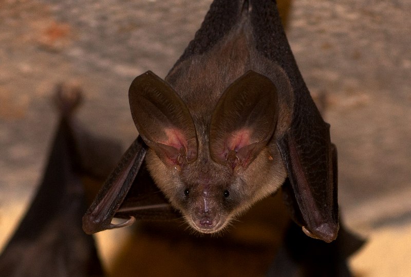 Обыкновенный длиннокрыл