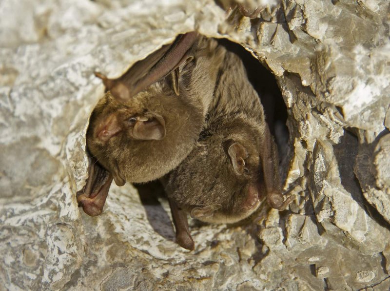 А-22 «летучая лисица»