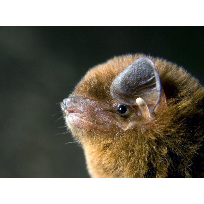 Азиатская широкоушка