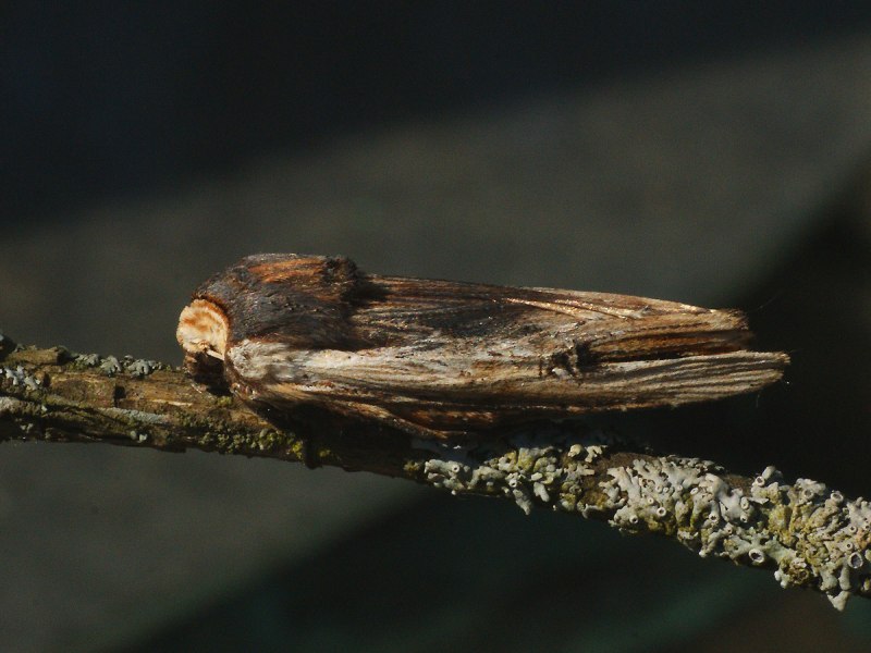 Длиннокрыл обыкновенный рисунок