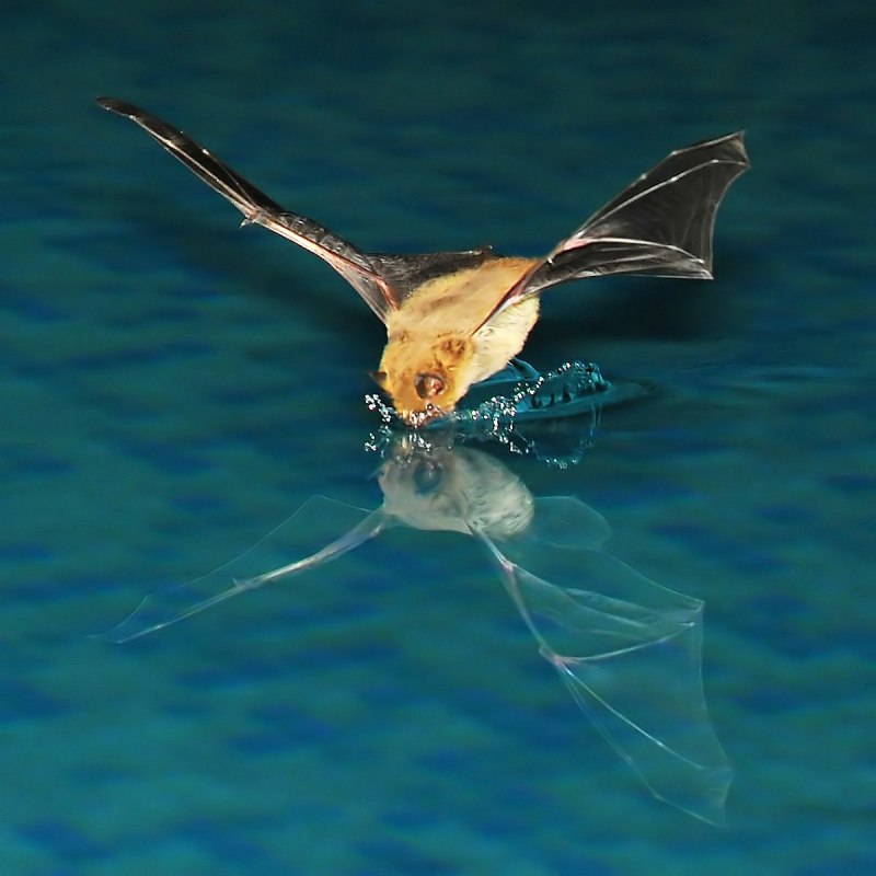 Членистоногие насекомые Макросъемка