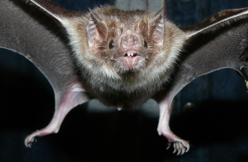 Птенец белобрюхого стрижа