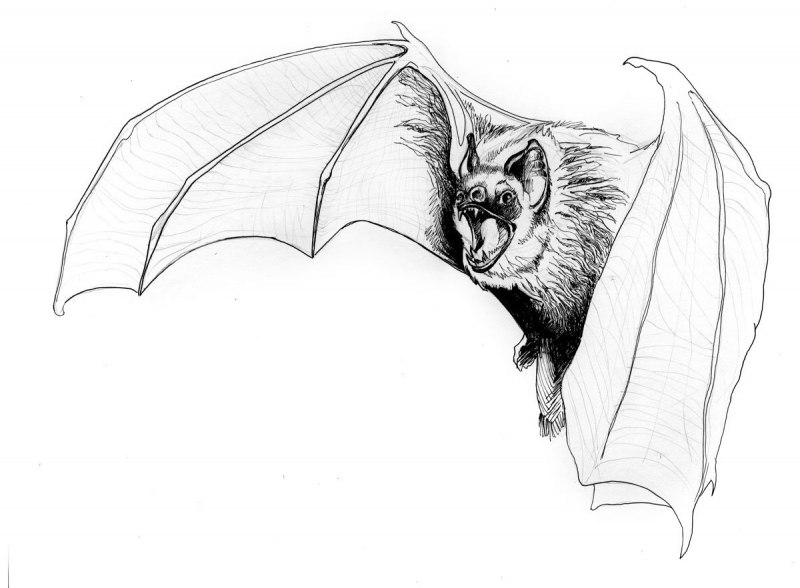 Моль-Малютка чешуекрылые