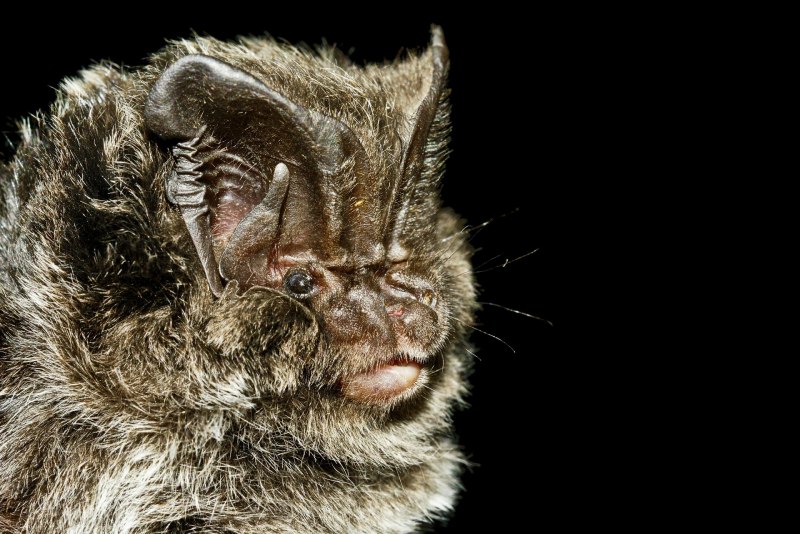 Бурый ушан нарисовать