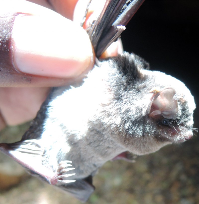 Бабочка длиннокрылая Зебра