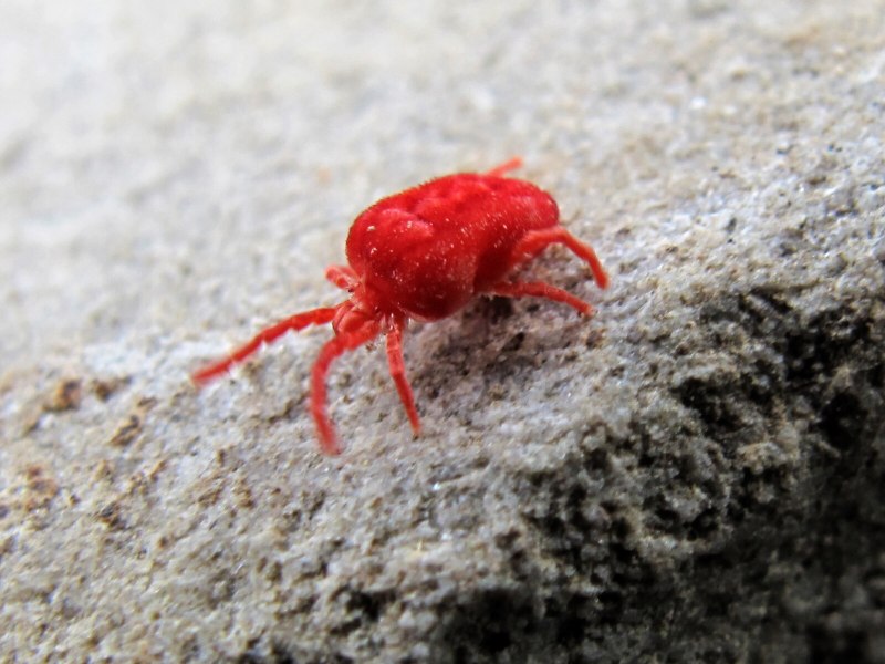 Бархатные клещи