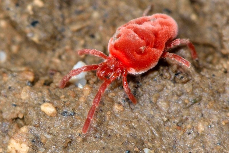 Цуцугамуши возбудитель