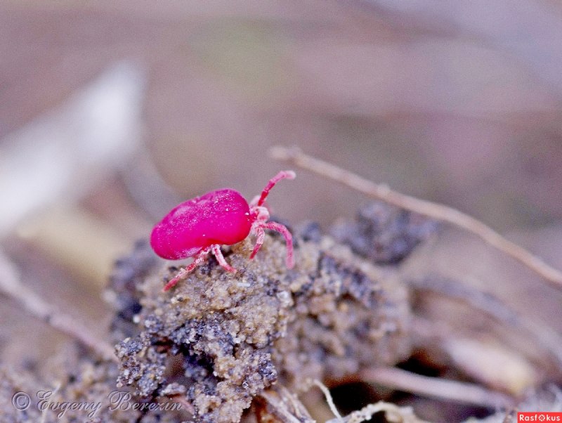 Бархатный клещ краснотелка