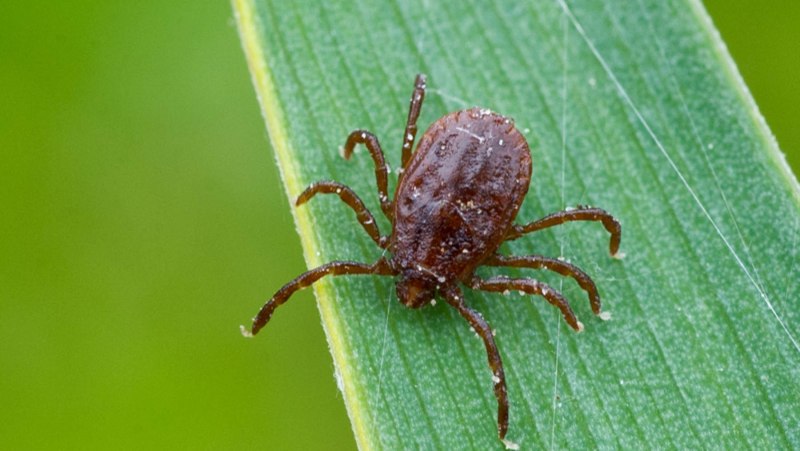 Маленький красненький жучок