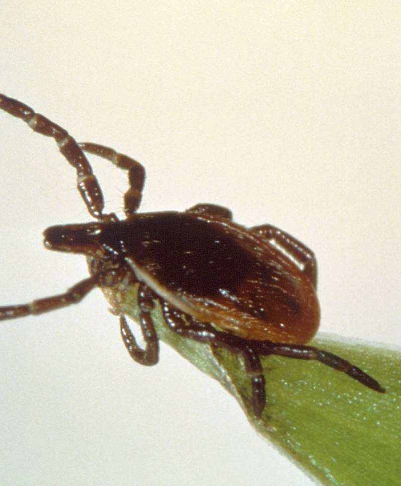 Иксодовый клещевой боррелиоз