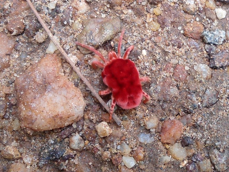 Клеверный клещ