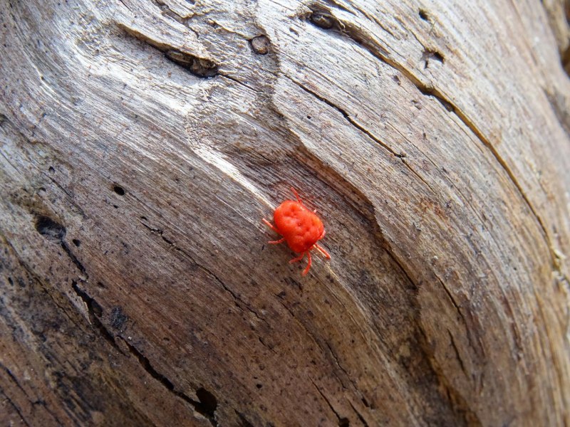 Клещи коричневые и черные