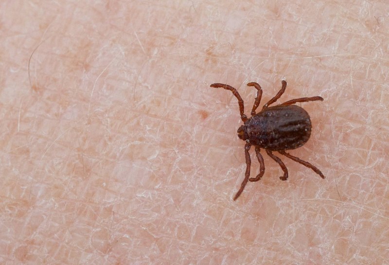 Краснотелковые клещи личинка