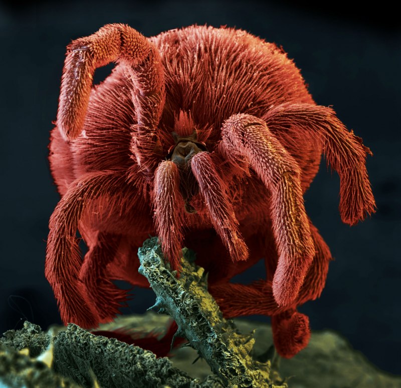 Клещ бархатный почвенный