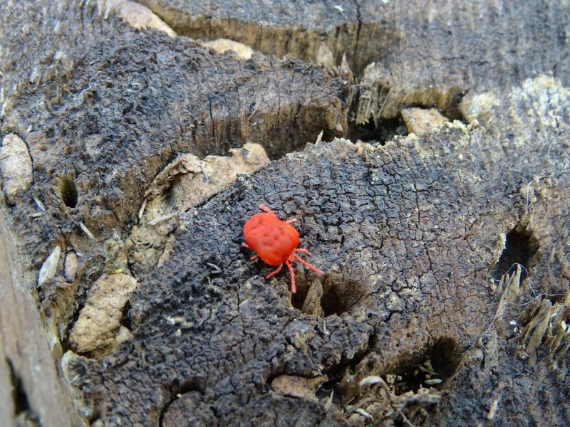 Красный паук дома