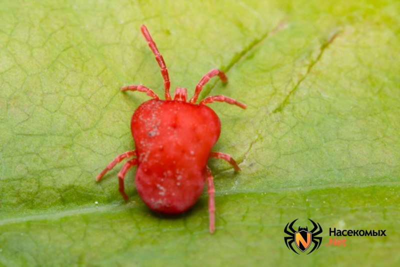 Бархатный клещ (Trombidiidae)