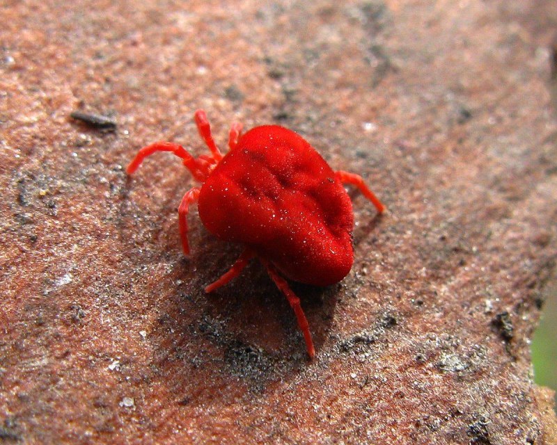Клещи-краснотелки Trombidiidae