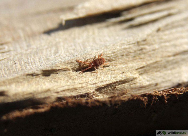 Краснотелковые клещи под микроскопом