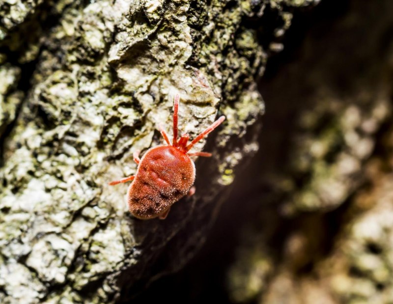 Оранжевый паутинный клещ
