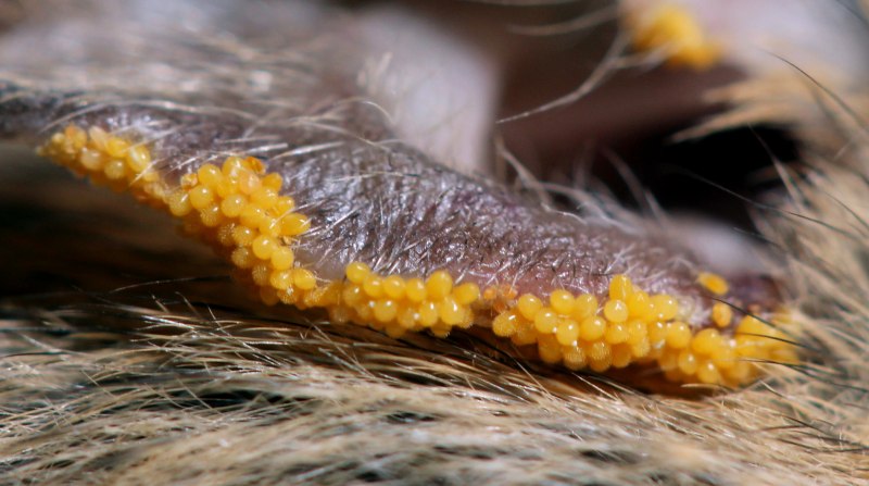 Маленький красный клещ