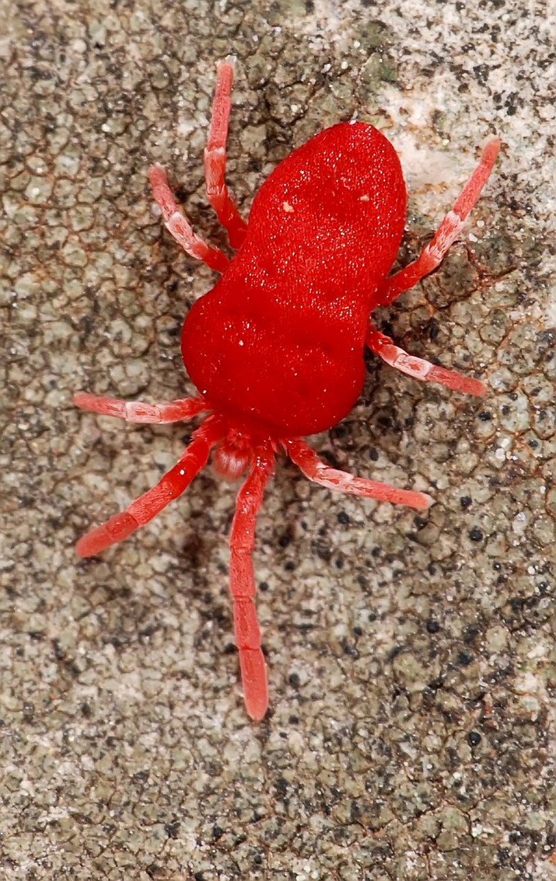 Красный клещ краснотелка