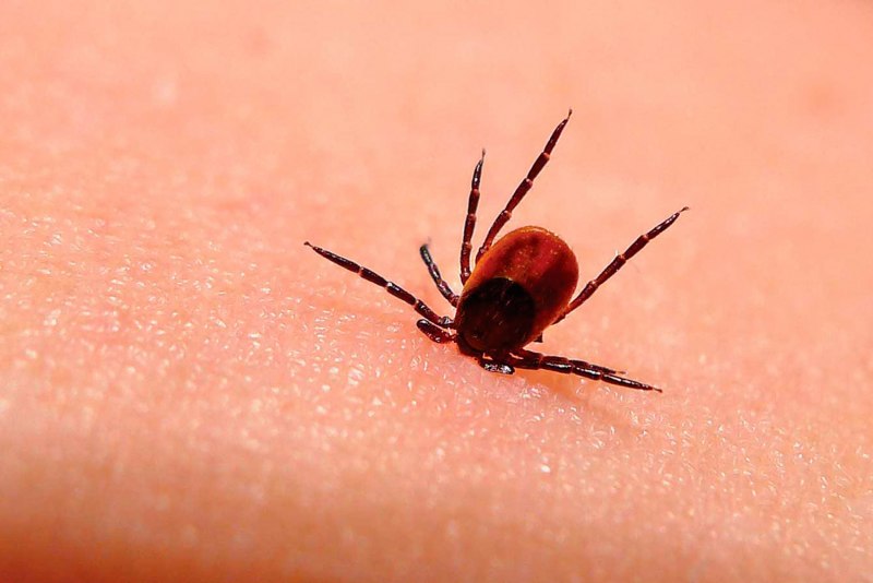 Клещ краснотелка личинка