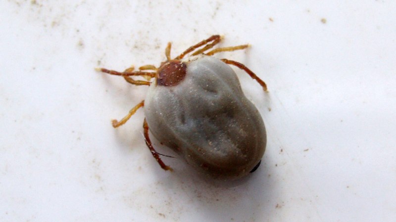 Клещ Dermacentor Andersoni