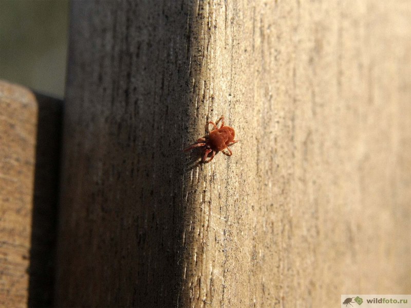 Почвенные клещи фото