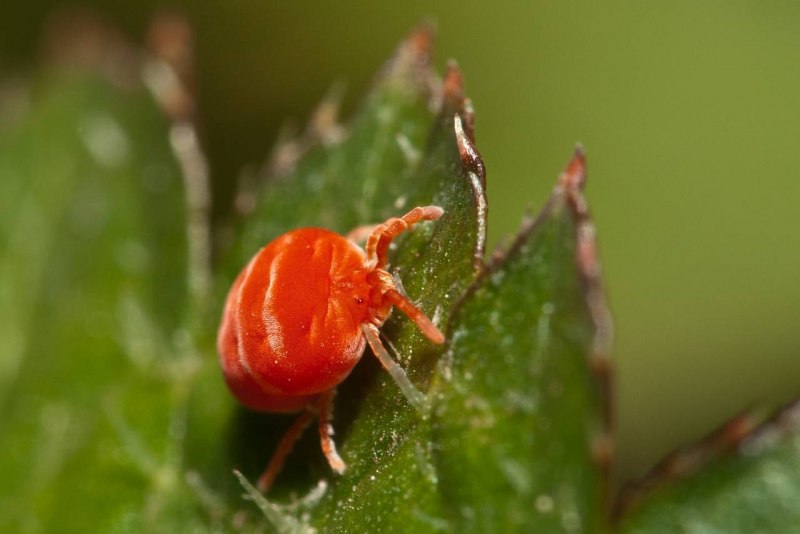 Красно-оранжевые пузырьки на пне