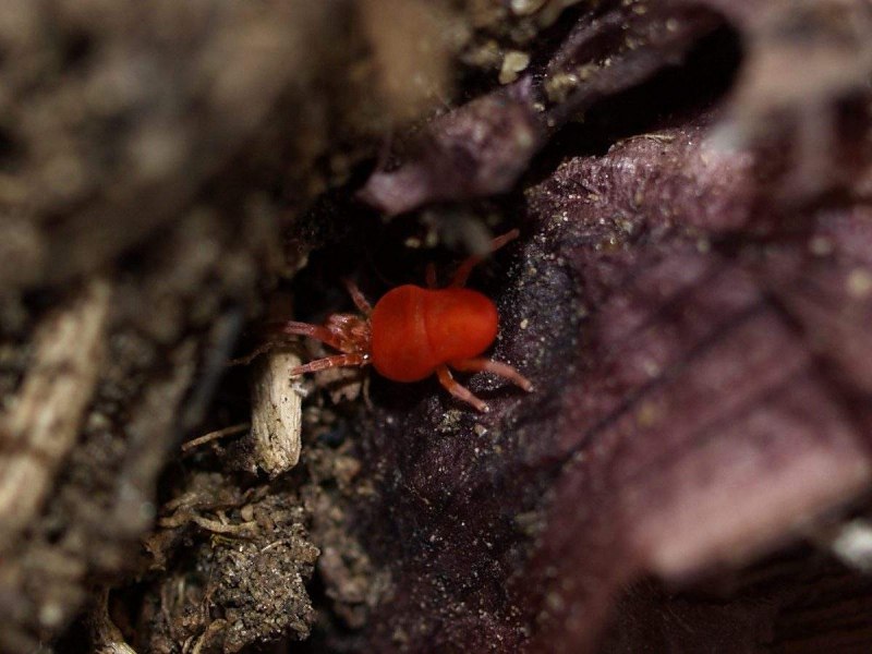 Иксодовые клещи переносчики