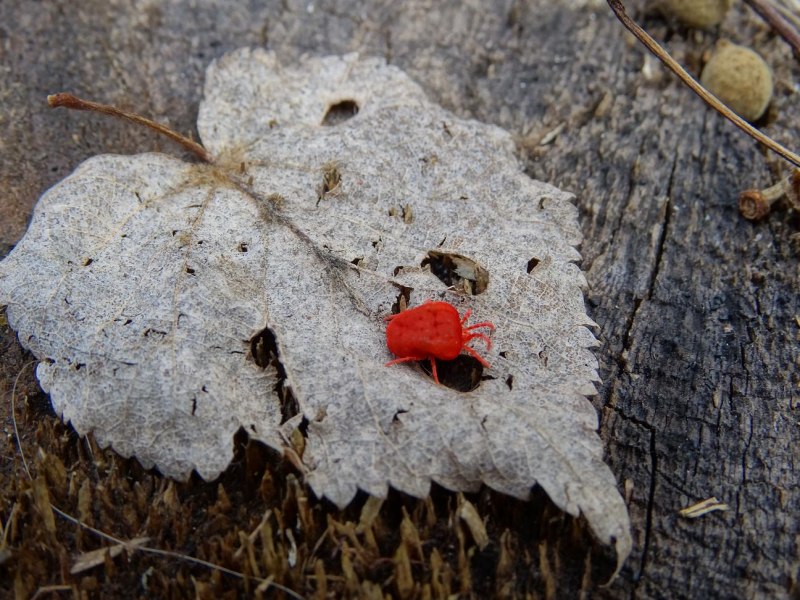 Гамазовые клещи