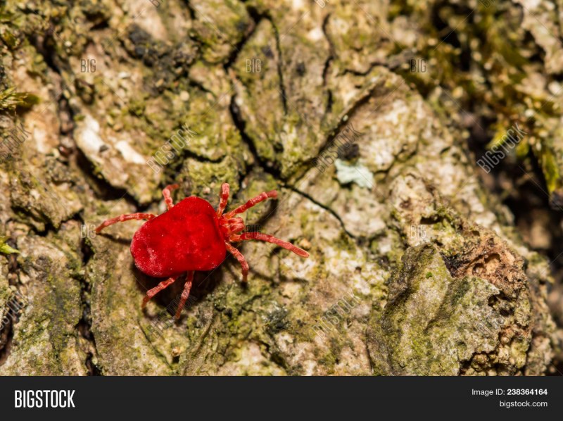 Клещ краснотелка личинка