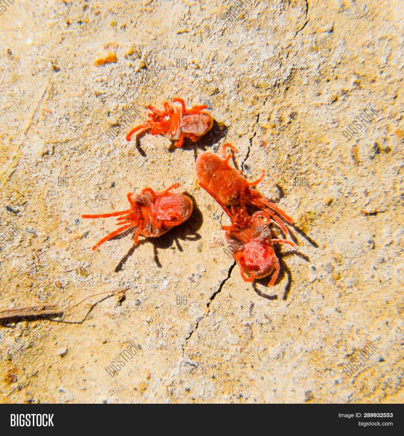 Ixodes vespertilionis