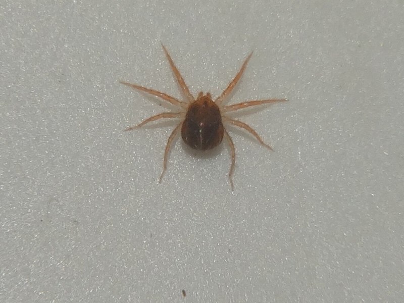 Иксодовые клещи