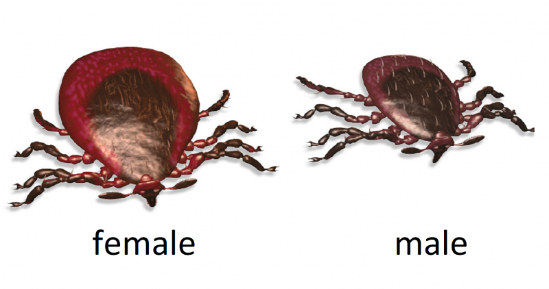 Клещи в почве комнатных растений