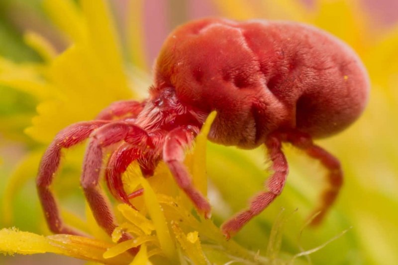 Красный паутинный клещ