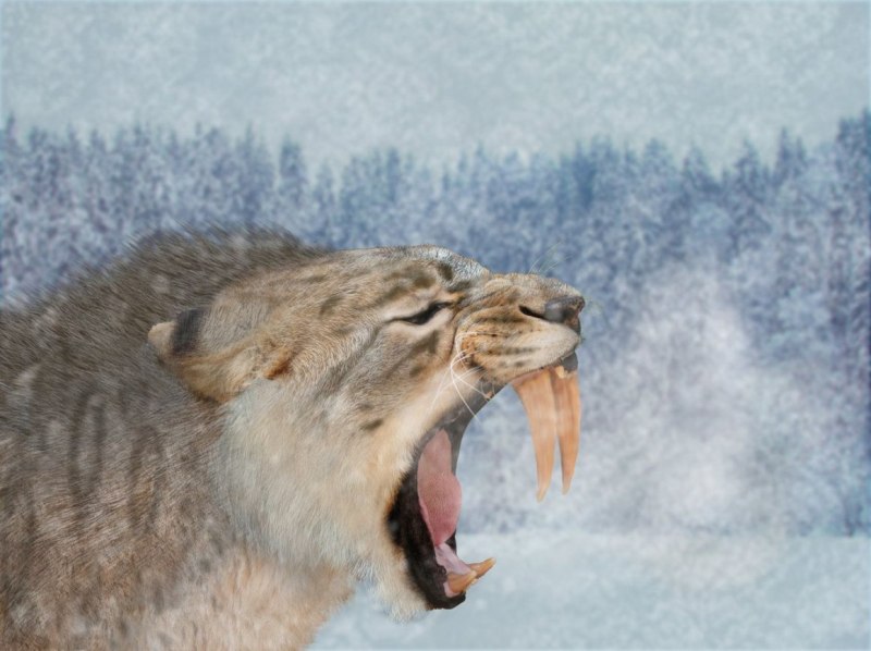 Саблезубый тигр в Якутии