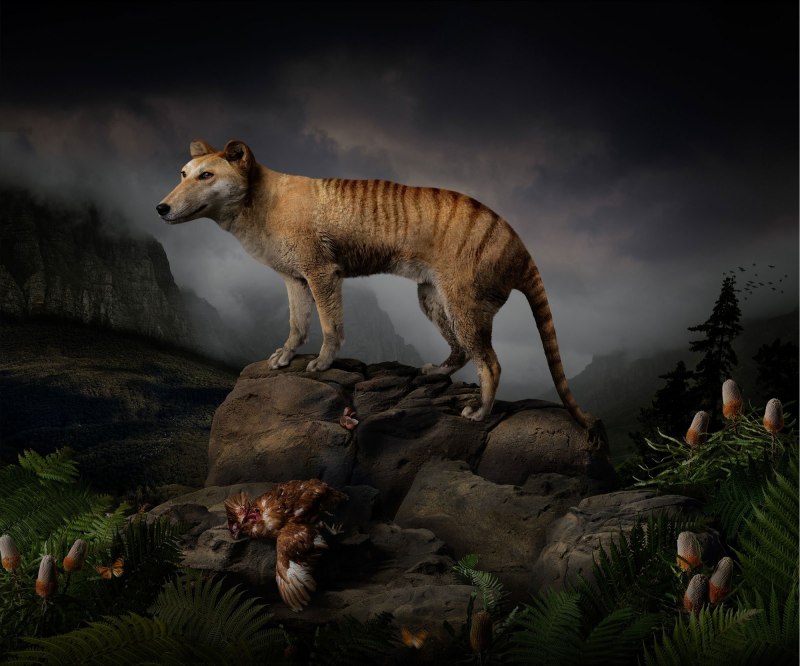 Смилодон анатомия