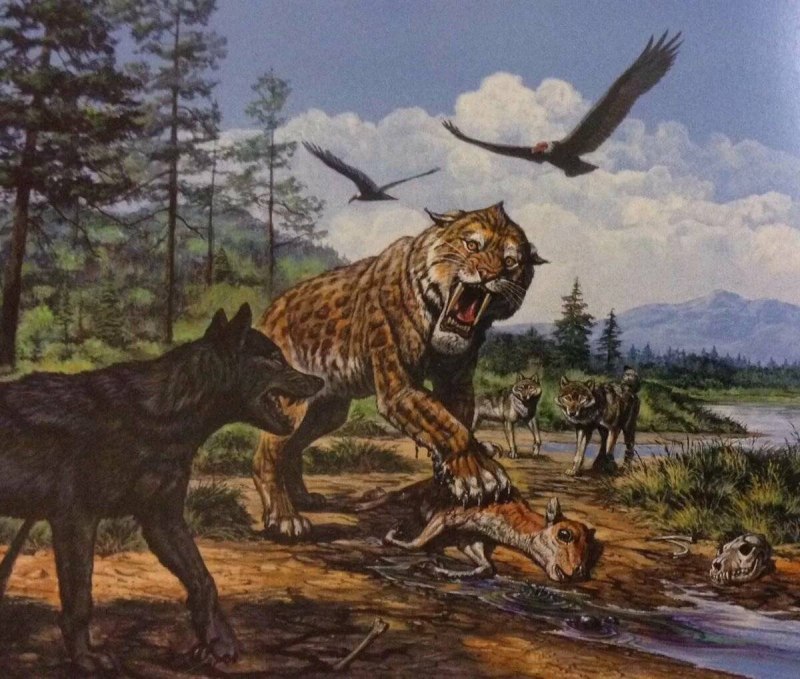 Смилодон фаталис