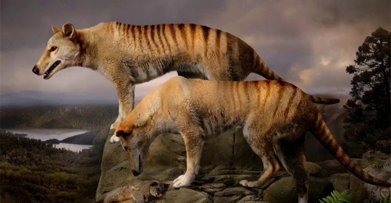 Саблезубый тигр Смилодон ЗЛОЙШ