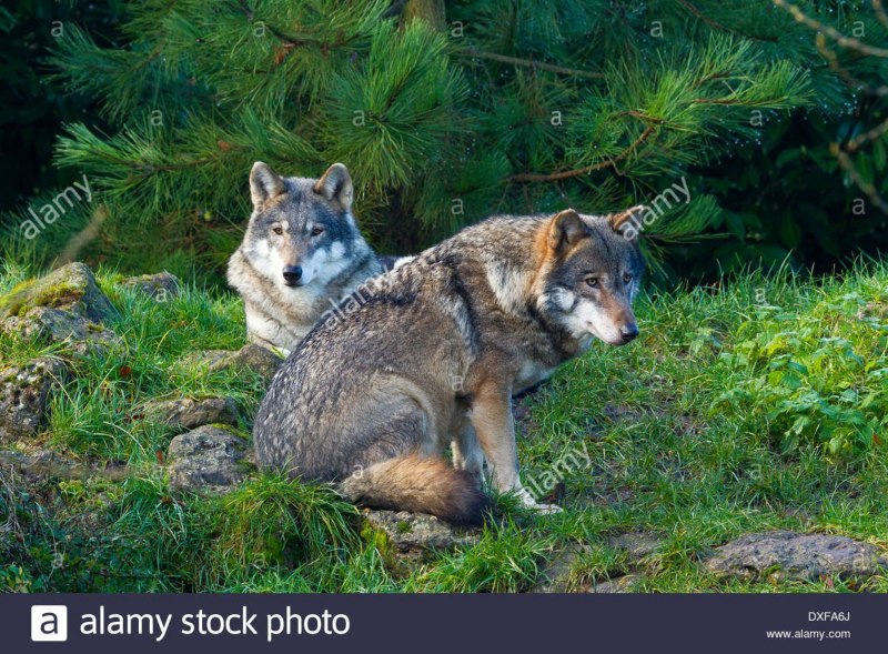 Саблезубая Пума