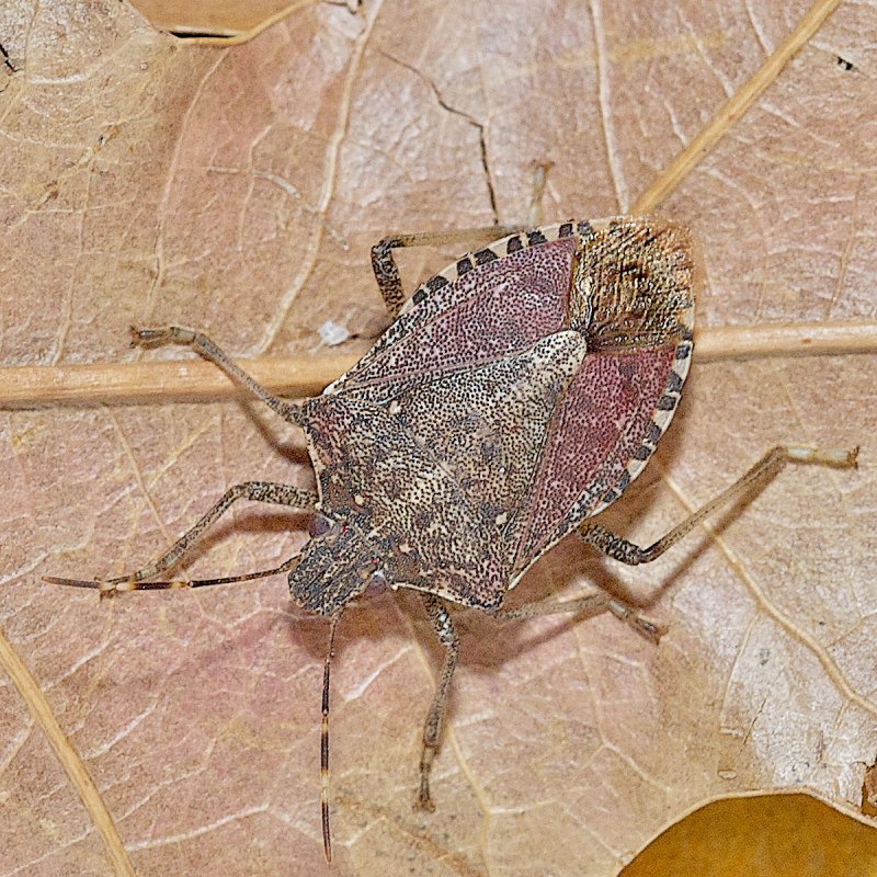 Коричнево-мраморный клоп (Halyomorpha halys)
