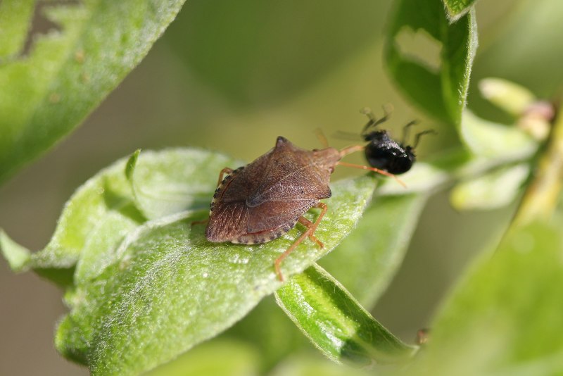Жук щитник коричневый