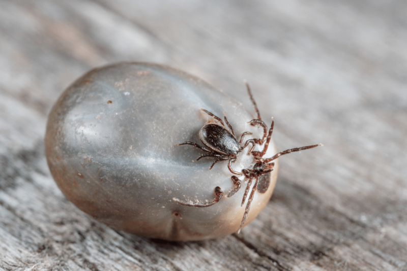 Ixodes Ricinus нимфа