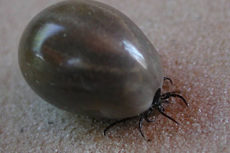 Отодектоза (ушной чесотки)