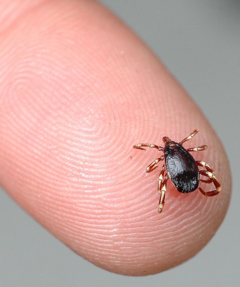 Клещ Ixodes Ricinus