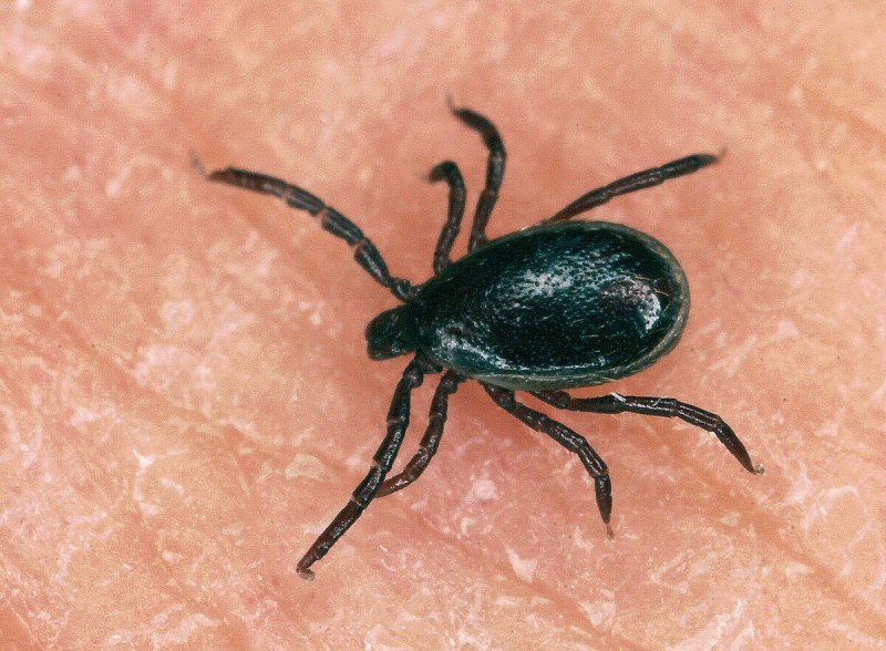 Бурый собачий клещ