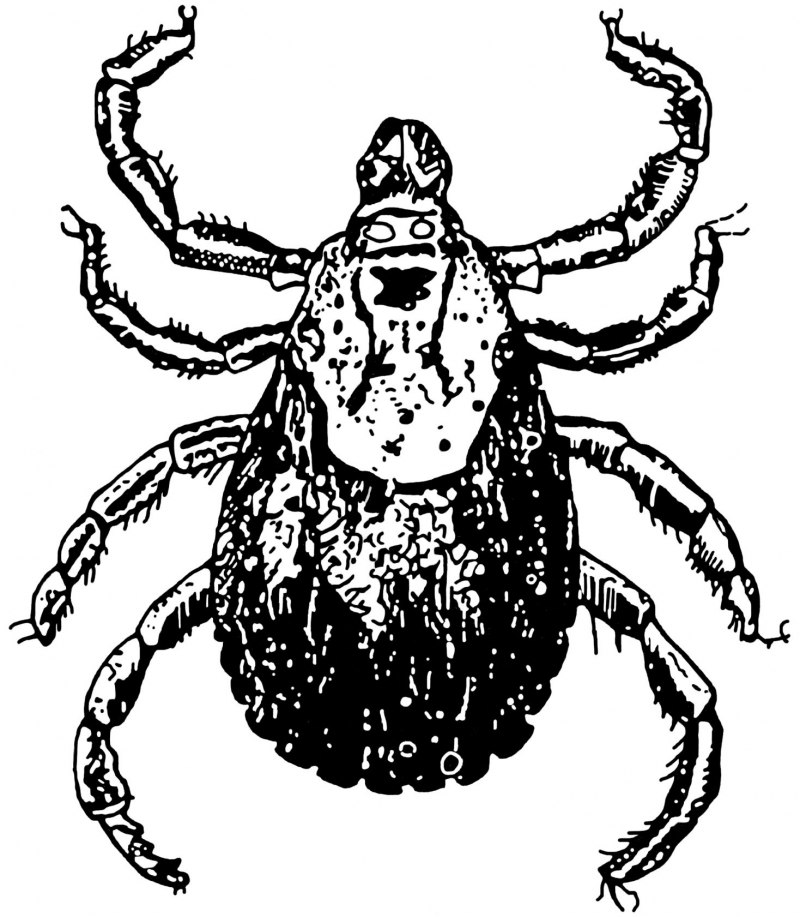 Энцефалитный иксодовый клещ