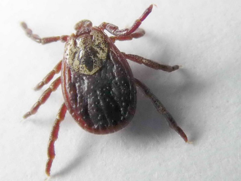 Клещ Dermacentor marginatus