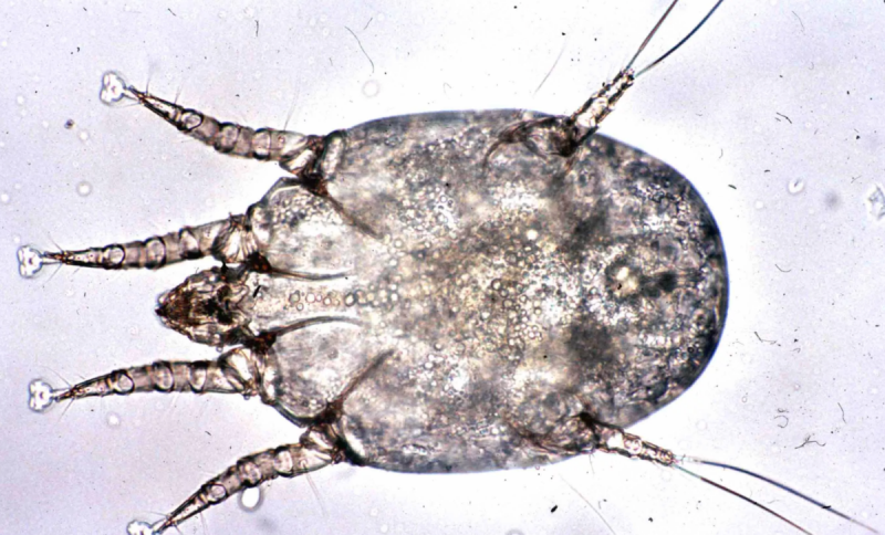 Европейский клещ